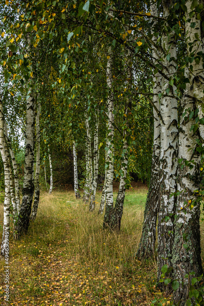 Fototapeta premium birch grove in the forest, green slender birches grow in a row