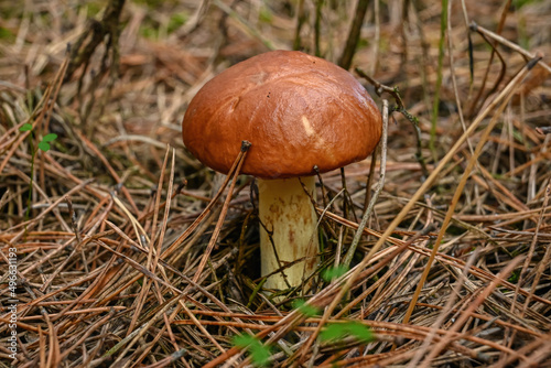 beautiful edible mushroom grows near a fallen tree among the moss and branches in the autumn forest.