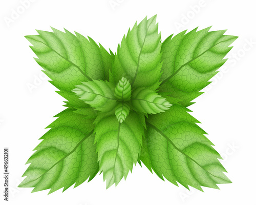 Fresh mint leaf. Menthol healthy aroma. Herbal nature plant. Spearmint green leafs. Realistic 3d vector illustration. isolated on white background.