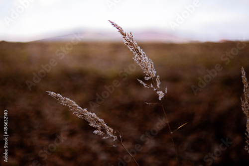 Detail of the plant.Photographing in the meadow.