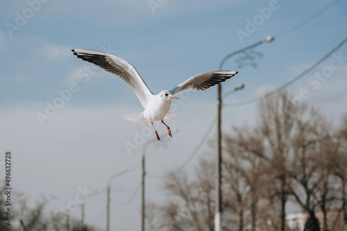 A beautiful white seagull with large wings flies  soars in the air against a blue sky with clouds in the city.