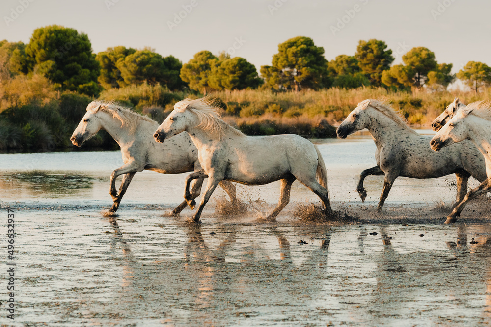 Chevaux de Camargue