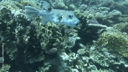Pufferfish swim near coral reef with school of multicolored tropical fish. Blackspotted Puffer or Star Blaasop - Arothron stellatus. Red sea, Egypt photo