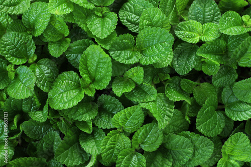 Mint leaves in garden full background, close-up of small mint leaves.