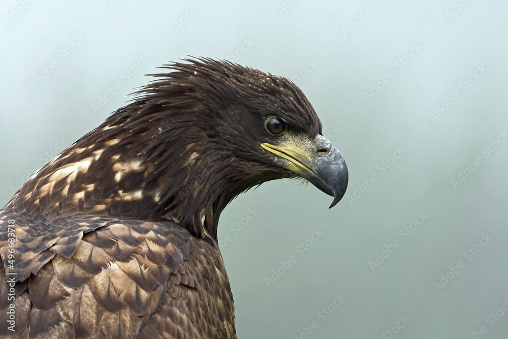 White-tailed eagle (Haliaeetus albicilla) White-tailed eagle (Haliaeetus albicilla)