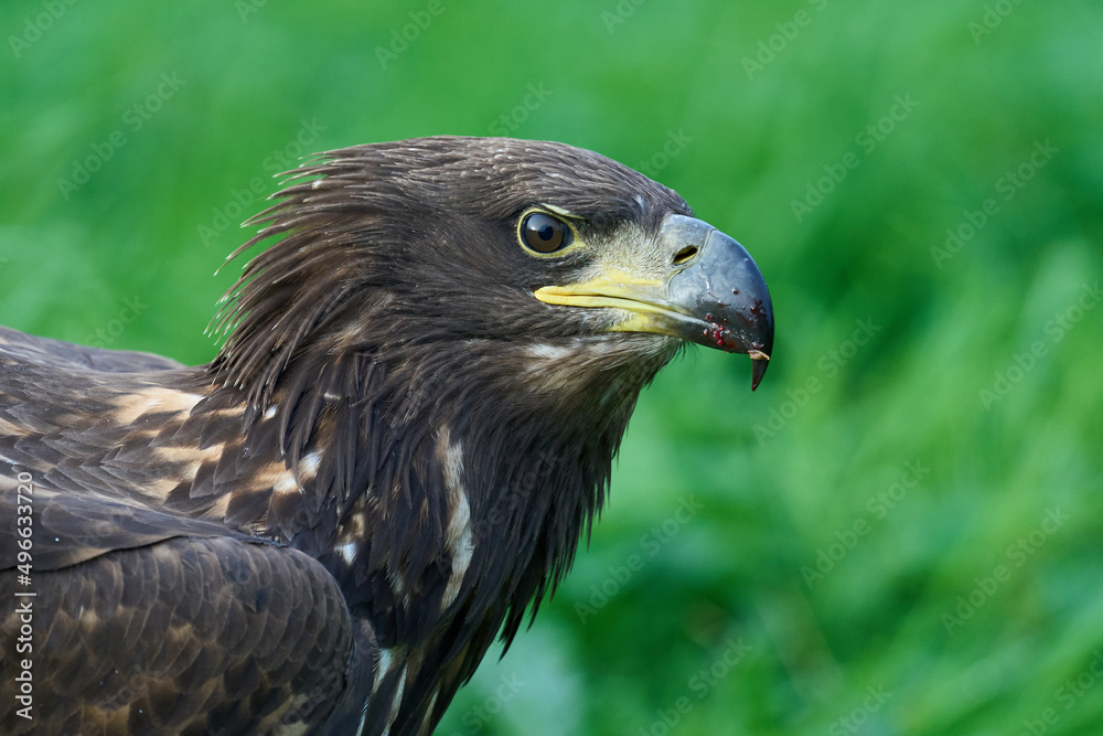 White-tailed eagle (Haliaeetus albicilla) White-tailed eagle (Haliaeetus albicilla)