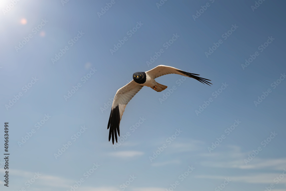 Obraz premium male Pied Harrier(Circus melanoleucos) flying in the sky