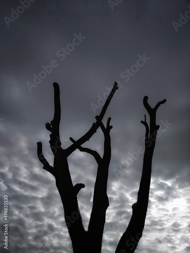 Εκτύπωση καμβά Silhouette of a tree against a gray cloudy sky