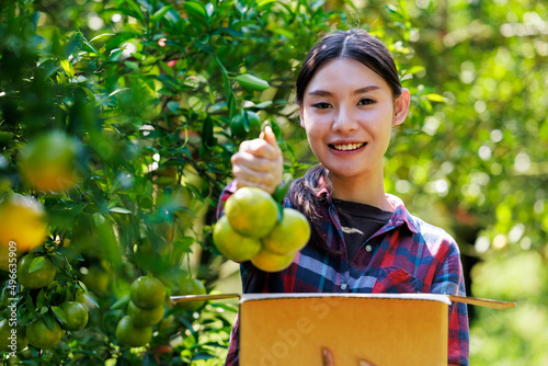 owner women pack tangerines into cardboard boxes in her ochard to send to customers by postal transporttation photo