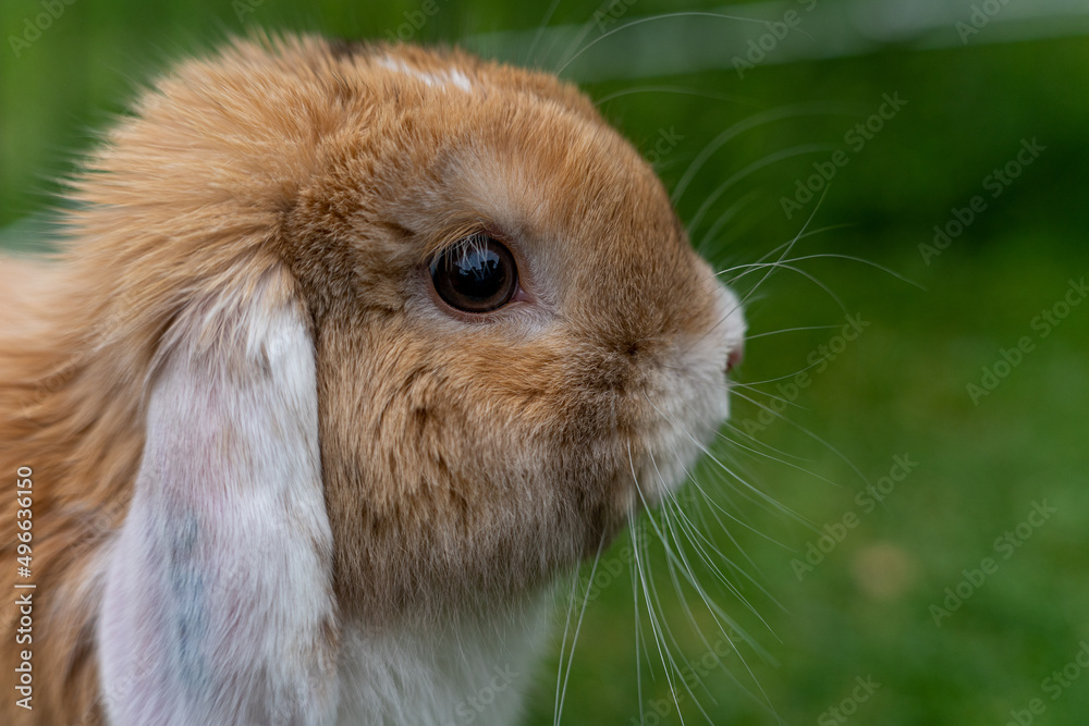 Portrait of dwarf bunny rabbit in the garden, pet photography, close up, Symbol of new year 2023, copy space Portrait of dwarf bunny rabbit in the garden, pet photography, close up, Symbol of new year 2023, copy space