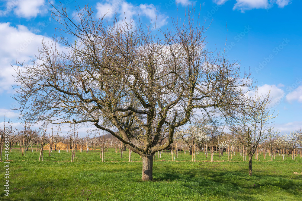 Gnarled cherry tree in the Rheingau/Germany Gnarled cherry tree in the Rheingau/Germany