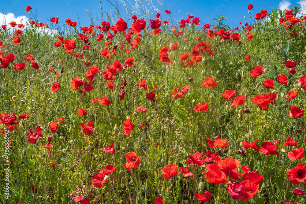 View of red flowering corn poppies against a blue sky on a sunny spring day 
