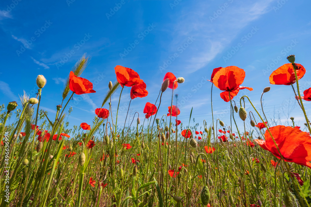 Obraz premium View of red flowering corn poppies against a blue sky on a sunny spring day 