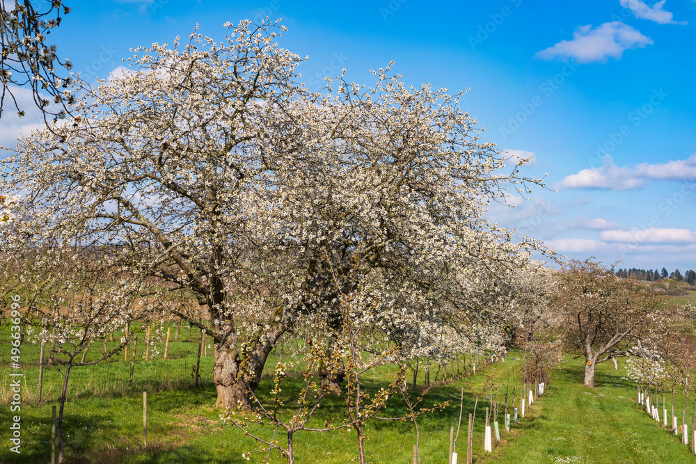 Blossoming cherry trees in the Rheingau/Germany Blossoming cherry trees in the Rheingau/Germany