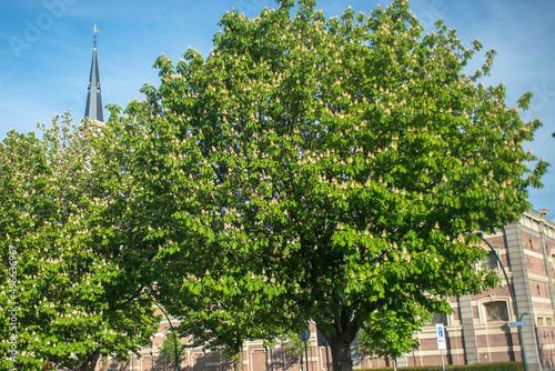 Horse Chestnut (Aesculus hippocastanum) trees along side the quay in the center of The Hague, The Netherlands photo