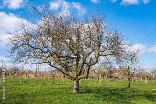 Gnarled cherry tree in the Rheingau Germany