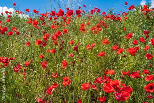 View of red flowering corn poppies against a blue sky on a sunny spring day 