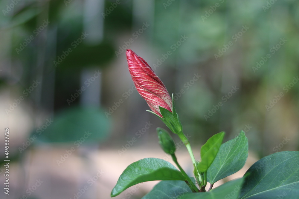 Beautiful red hibiscus bud and foliage with soft blurred background Beautiful red hibiscus bud and foliage with soft blurred background