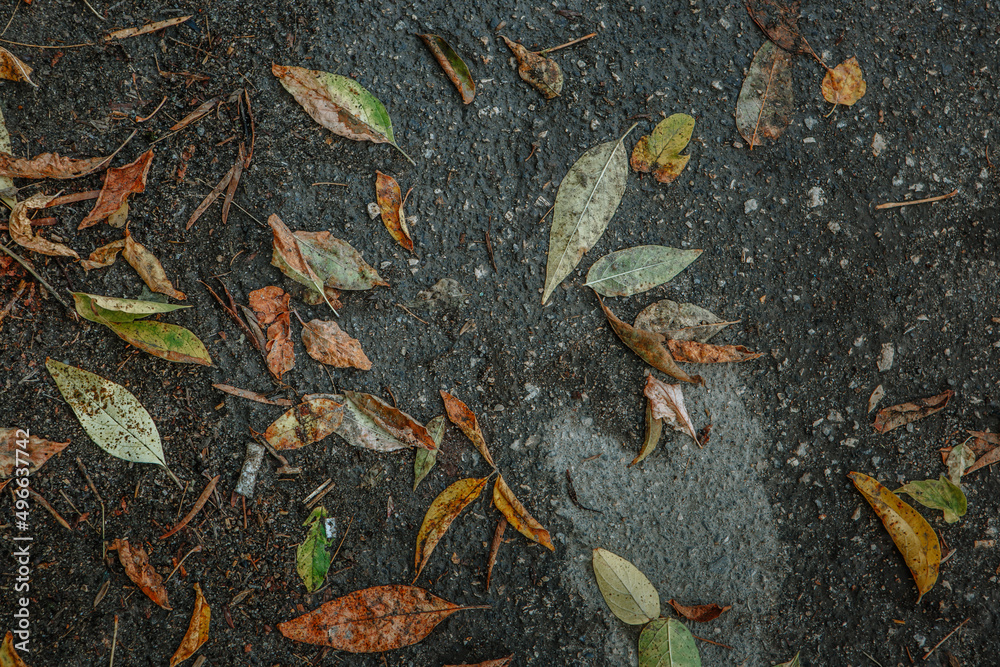 Obraz premium Leaves mixed with garbage lying on the asphalt It rained