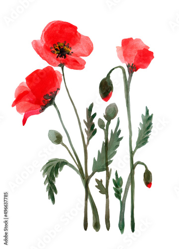 Poppy Flower Watercolor Hand Drawn and Painted