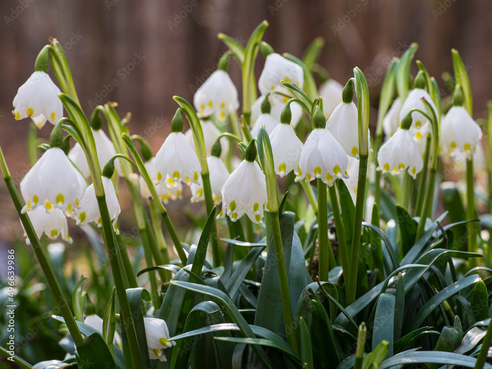 Fototapeta premium Spring snowflakes in bloom, close up