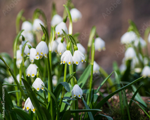 Spring snowflakes in bloom, close up © Bělča