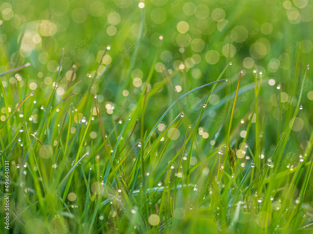 Grass leaves with drops of morning dew in backlight