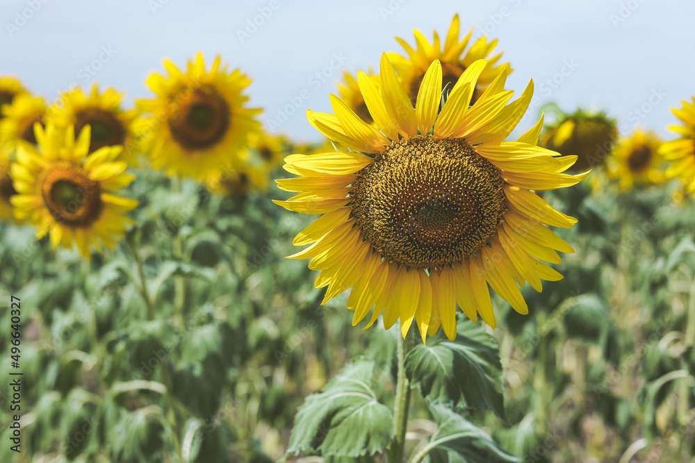 Blooming yellow sunflowers growing in beautiful field. Summer bright nature. Sunflower summertime natural background. 