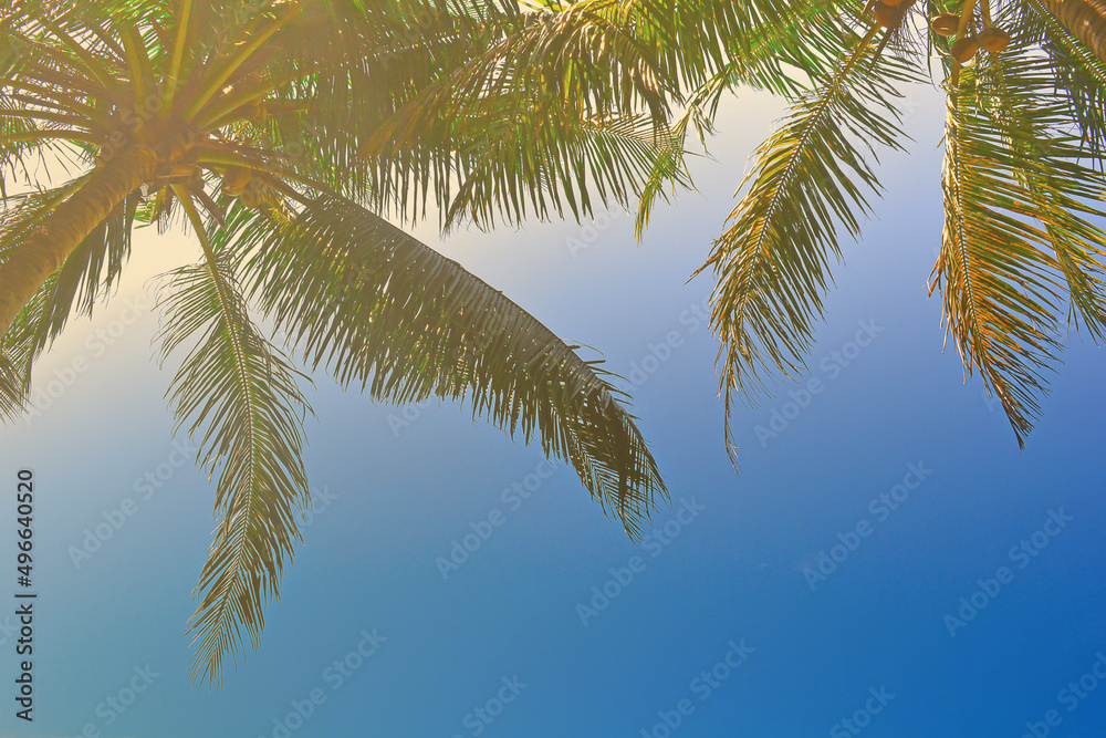 Palm tree leaves against blue sky at Tanjung Aru Beach, Sabah, Malaysia. Palm tree leaves against blue sky at Tanjung Aru Beach, Sabah, Malaysia.