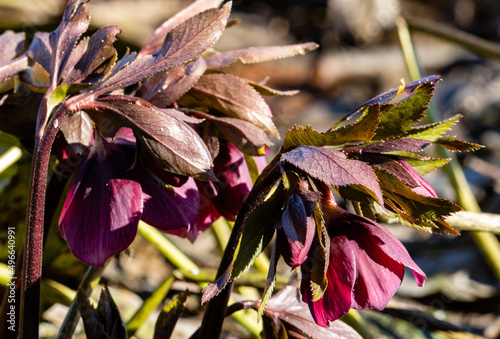 Red hellebores in the garden in the spring