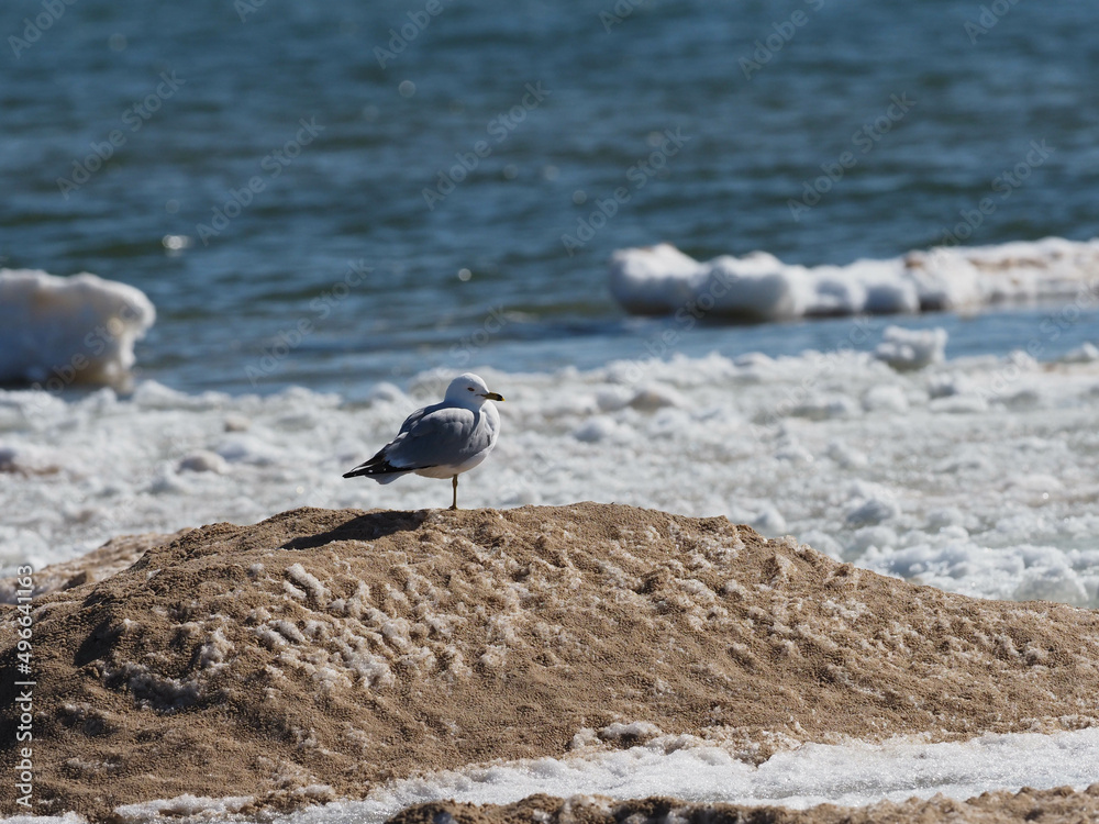 Ring-billed gull (Larus delawarensis) perched on ice mound Ring-billed gull (Larus delawarensis) perched on ice mound