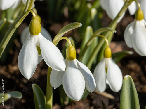 Several snowdrops in the garden in the spring