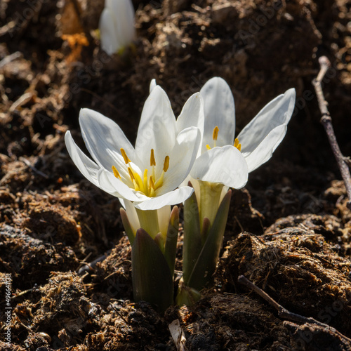 White crocuses in the backlit in garden in spring