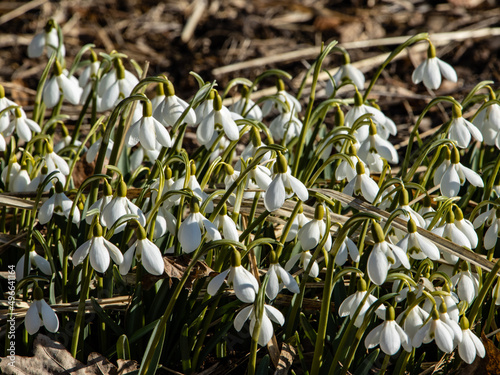 Several snowdrops in the garden in the spring