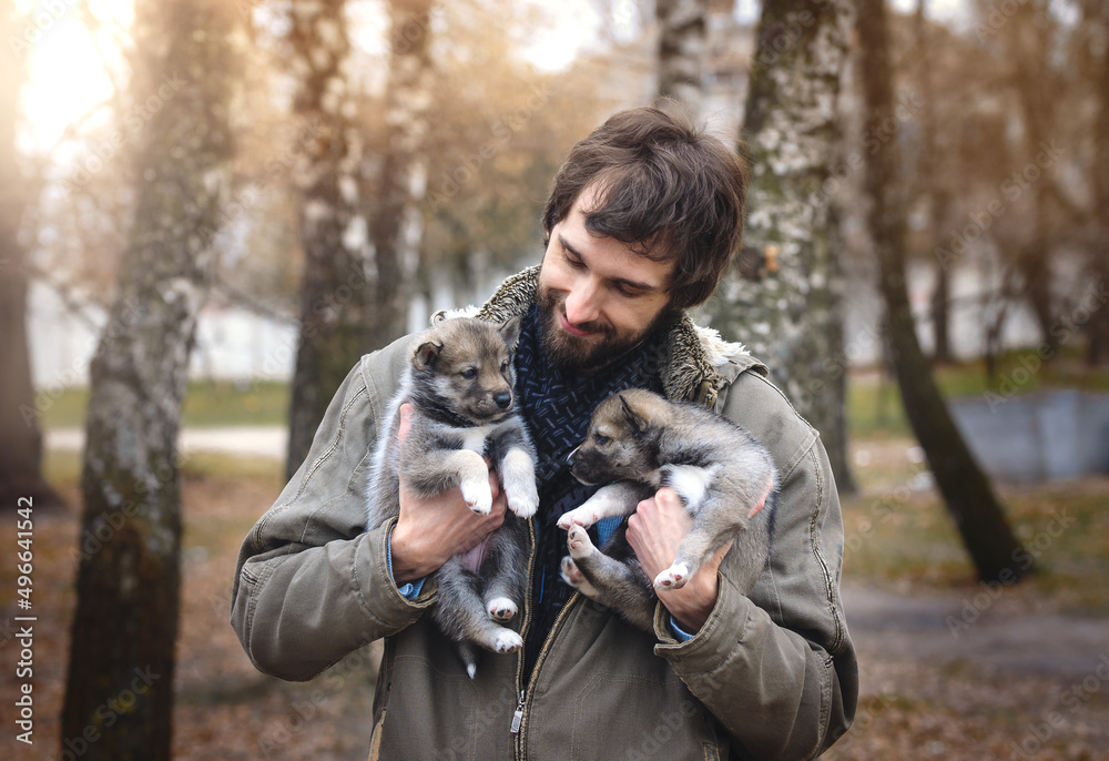 man hold two agouti puppies, huskies man hold two agouti puppies, huskies