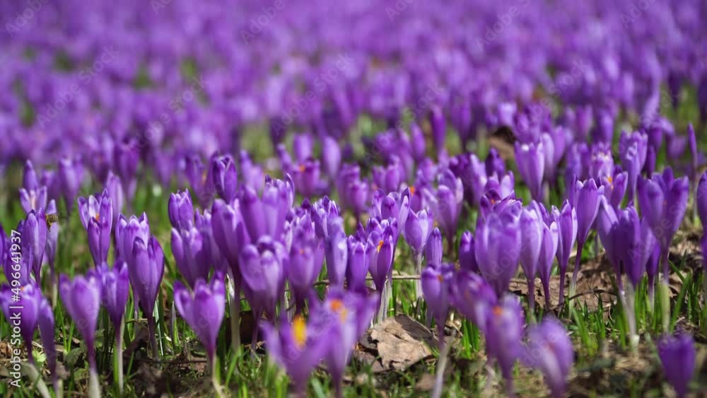 Group of purple crocus flowers on a spring meadow. Crocus blossom. Group of purple crocus flowers on a spring meadow. Crocus blossom.