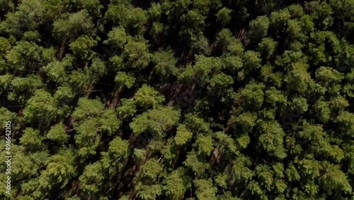 Top down aerial drone view of spring common pine forest, spring woodland aerial shot. Drone fly over green coniferous Pinus sylvestris trees. Flight over woods, natural background in motion. 4k UHD.