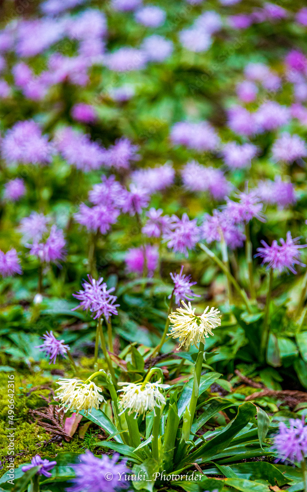 Obraz premium ショウジョウバカマの群生 春の花