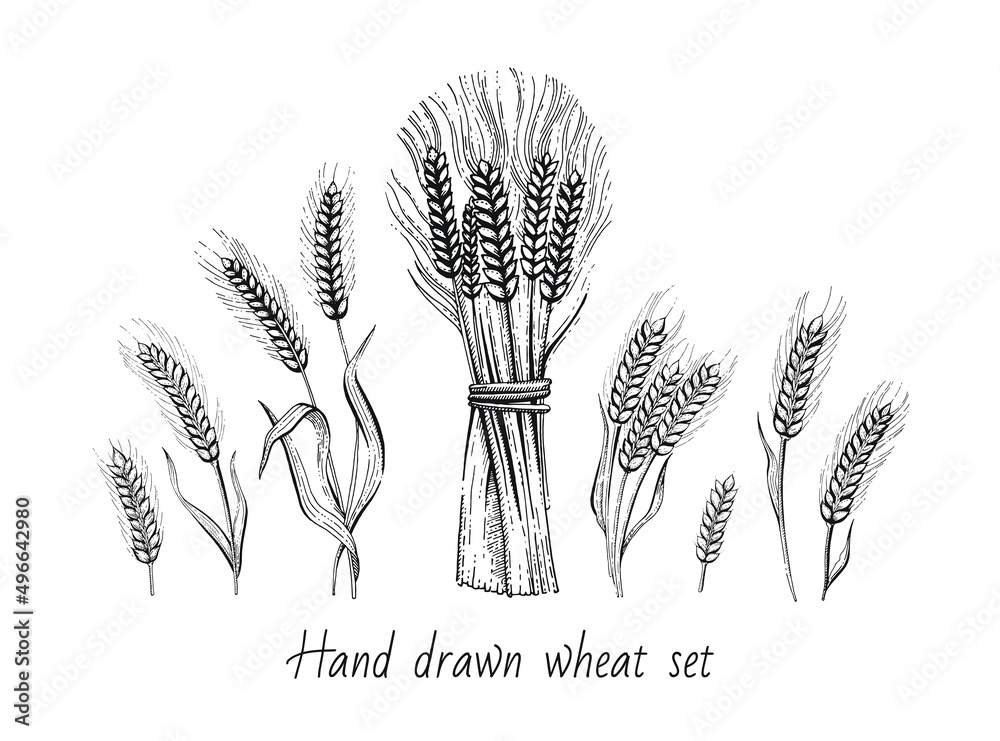 Wheat sheaf and wheat ears. Grain vector illustration. Hand draw bunch. Ear bundle sketch