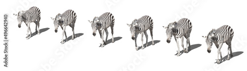portrait of zebra isolated on white with its shodow