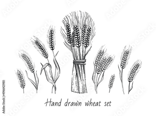 Wheat sheaf and wheat ears. Grain vector illustration. Hand draw bunch. Ear bundle sketch. Cereal bread sketched concept. Black line art drawing, ear crop isolated on white background.