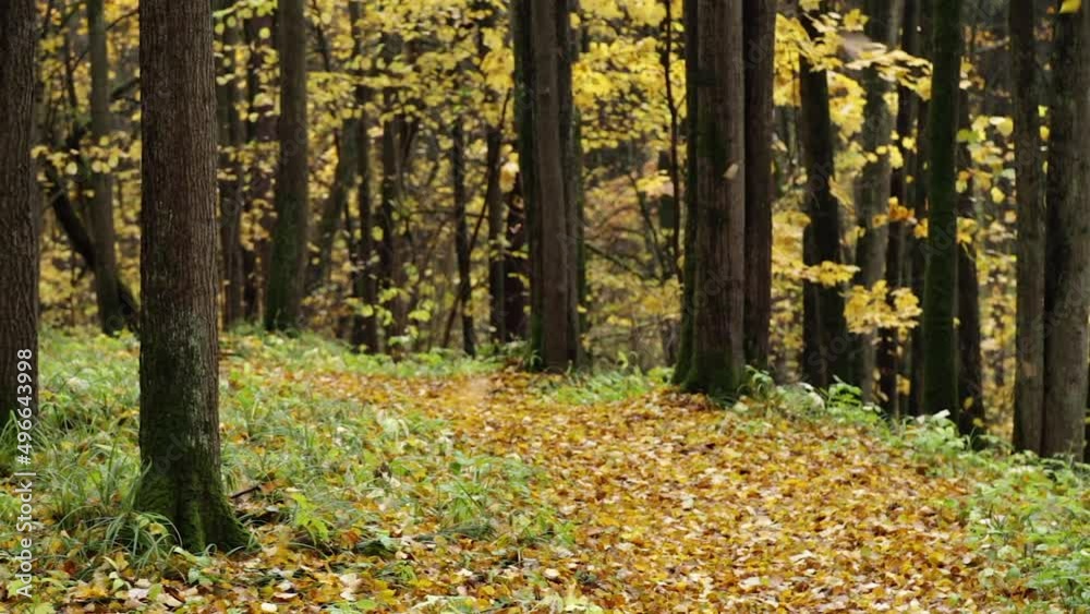 Autumn Forest in a Windy Day, Fall of the leaves. Autumn Forest in a Windy Day, Fall of the leaves.