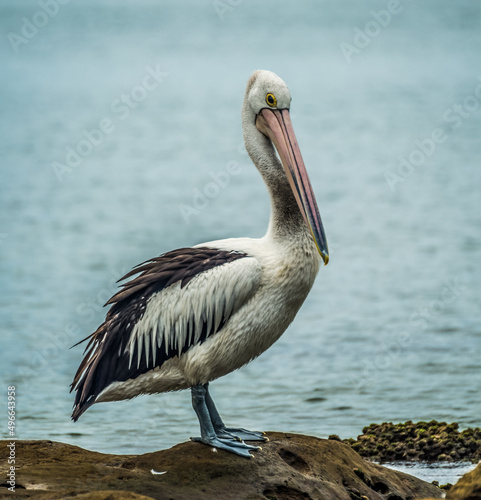 Australian Pelican - Pelicanus conspiculatus