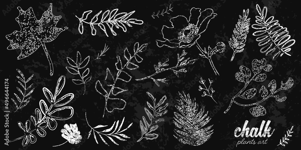 Chalk plants art set. Individual design elements for your own project. Great effect structure