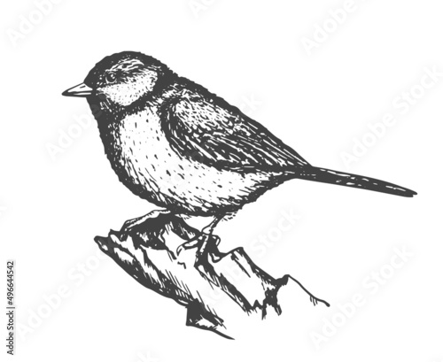 Great Tit. Hand drawn illustration converted to vector.
