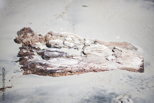 Driftwood at seaside background