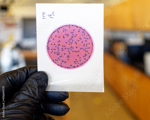 E. coli culture on a Petri film. This organism lives in the intestinal tract of warm-blooded animals. photo