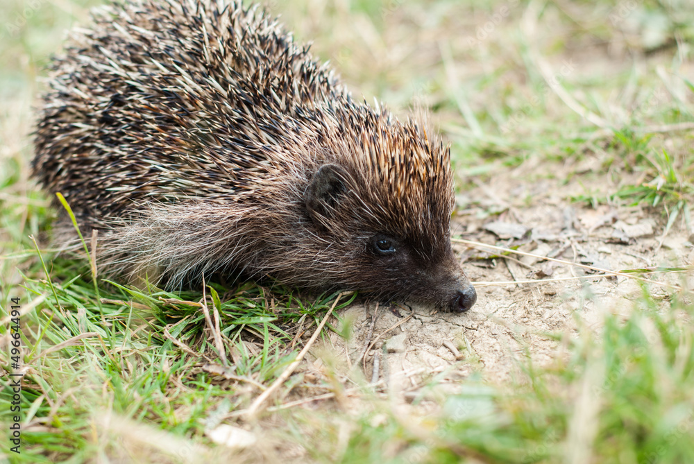 Little hedgehog walks on the grass. Wildlife fauna. Animal (mammals) with spines. European hedgehog Little hedgehog walks on the grass. Wildlife fauna. Animal (mammals) with spines. European hedgehog