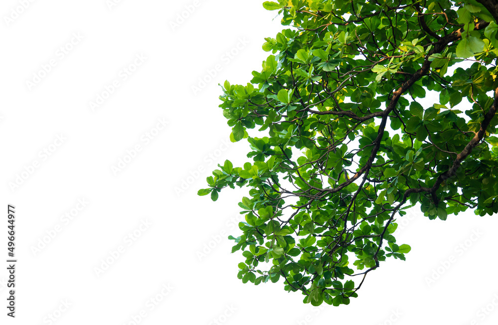 Tree leaf of tropical plant, texture of small leaves Tree leaf of tropical plant, texture of small leaves