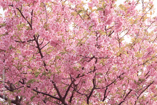 桜の群生